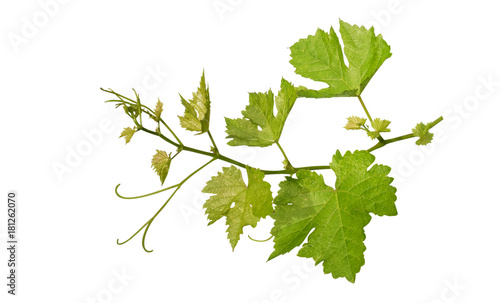 Grape leaves vine branch with tendrils isolated on white background, clipping path included