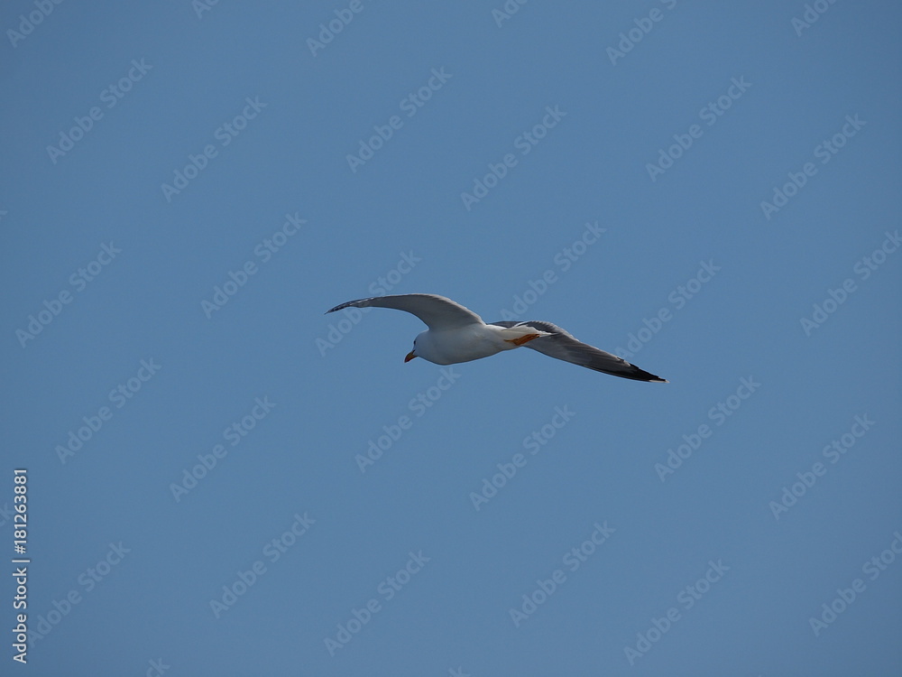 Obraz premium OLYMPUS DIGITAL CAMERA