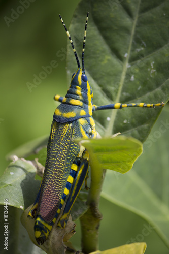 painted grasshopper photo