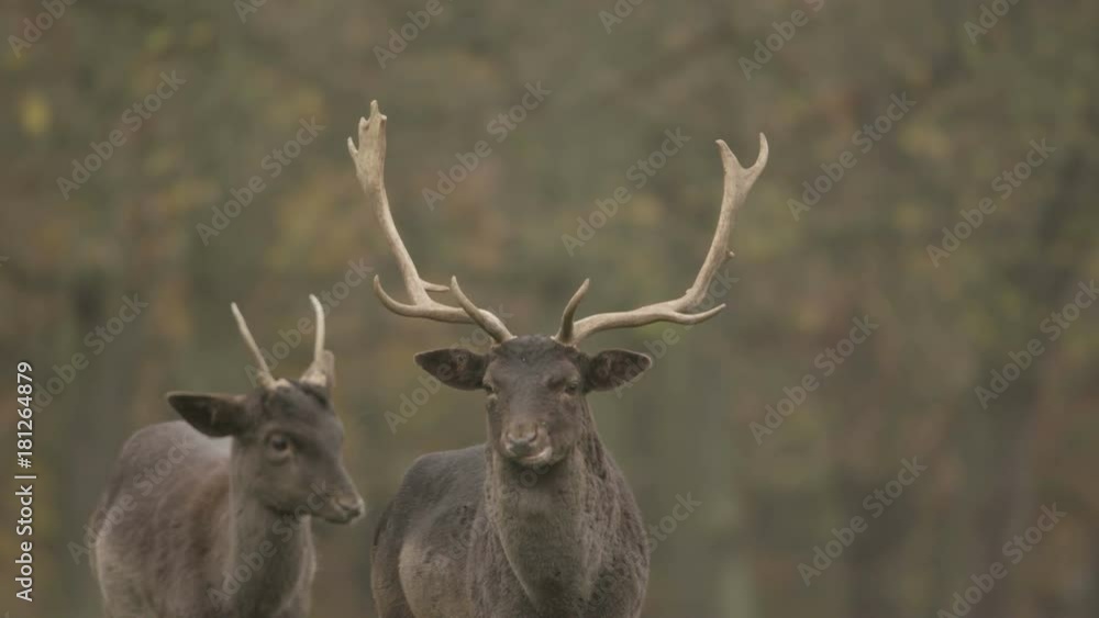 fallow deer in autumn - available in 5k red epic footage fallow deer in autumn - available in 5k red epic footage