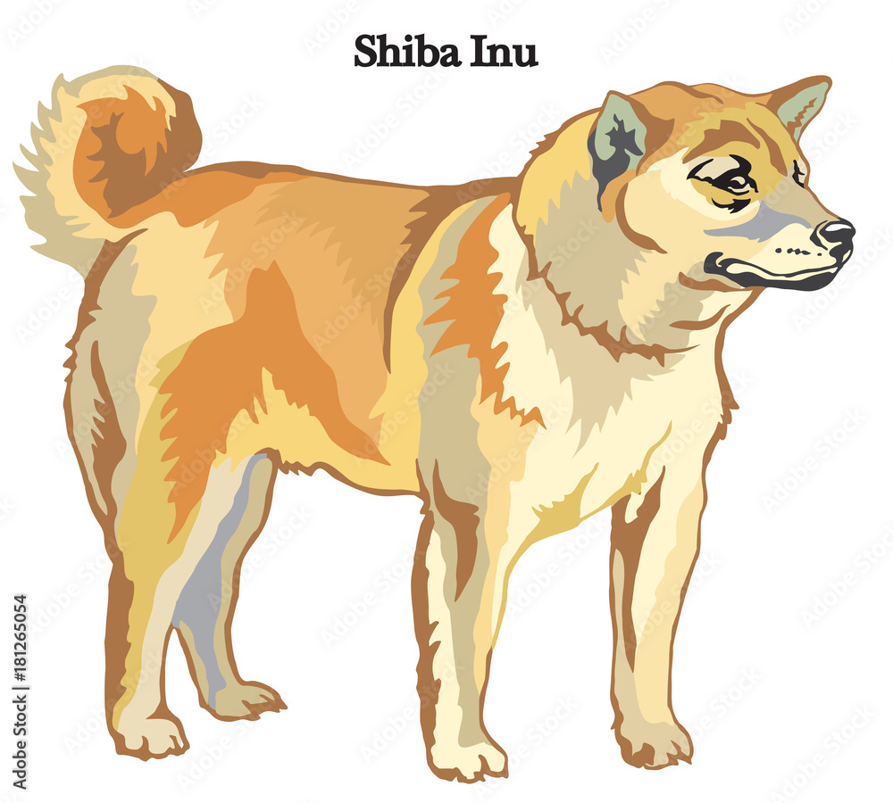 Shiba Inu vector illustration