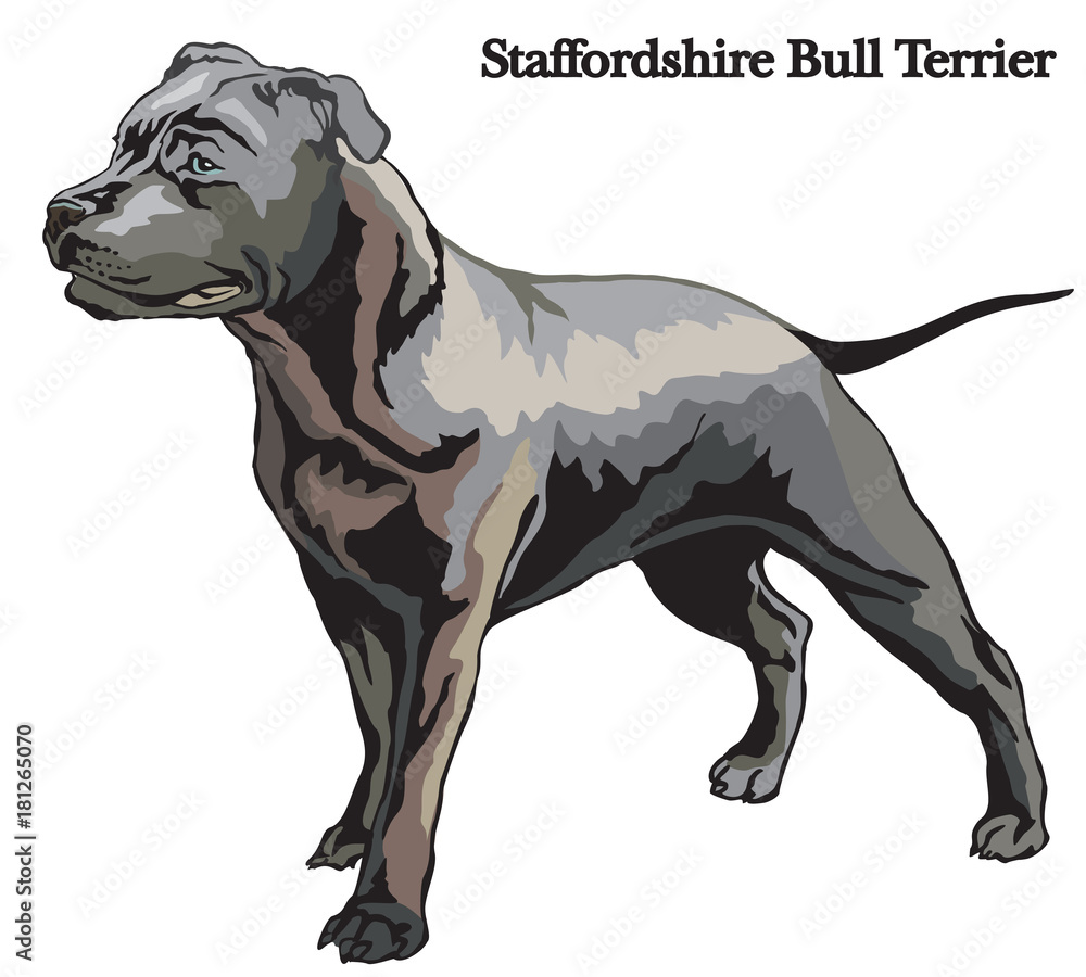 Fototapeta premium Staffordshire Bull Terrier vector illustration