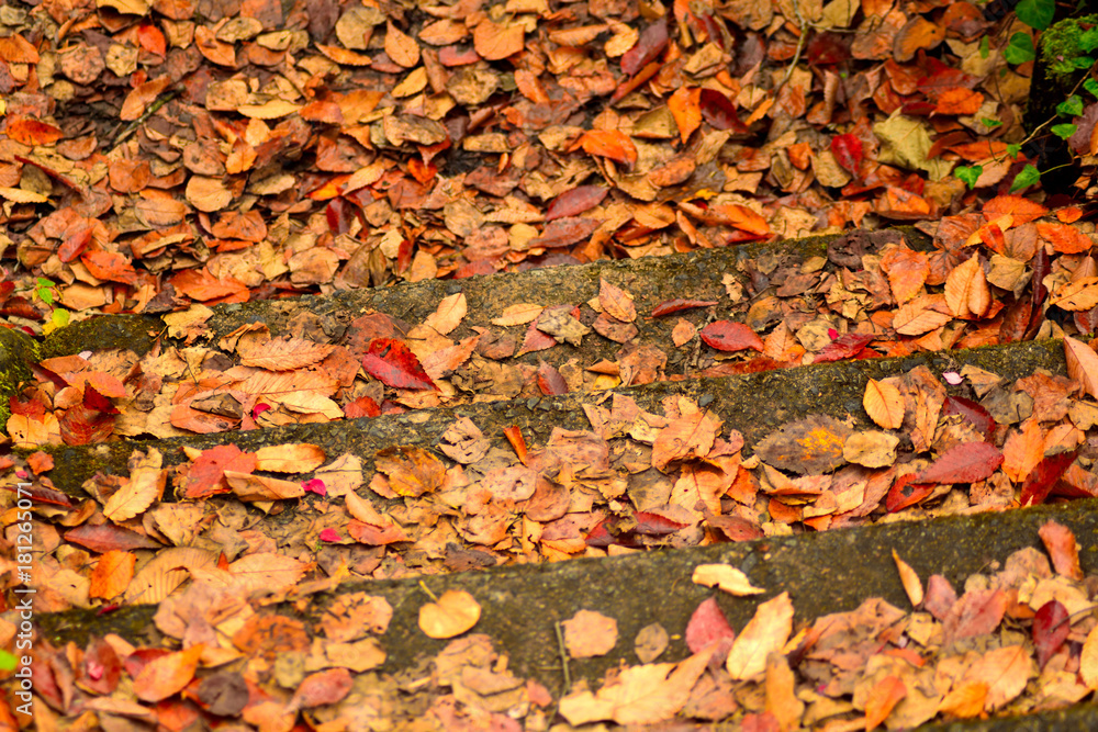 秋の奥多摩 落ち葉