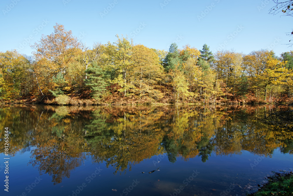 étang rompu pond in Rambouillet forest