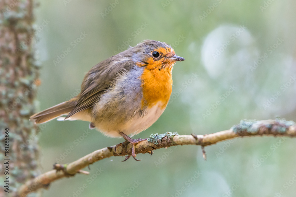 Redbreast