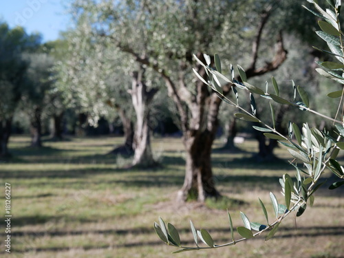 olivier oliveraie