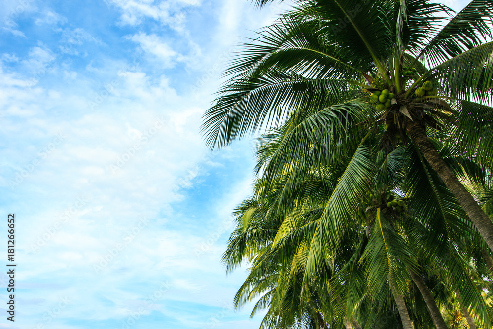 Fototapeta premium Coconut palm trees against a beautiful blue sky with copy space.