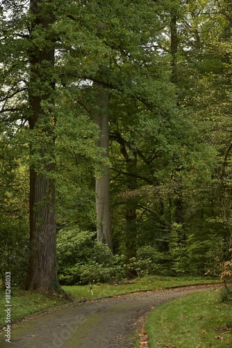 Chemin ombragé sous de grands hêtres ou autres spécimens au Jardin Botanique National de Belgique à Meise