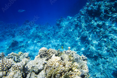 Landscape of the seabed with coral
