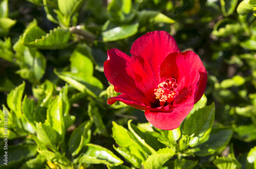 One red hibiscus against a background of green leaves One red hibiscus against a background of green leaves