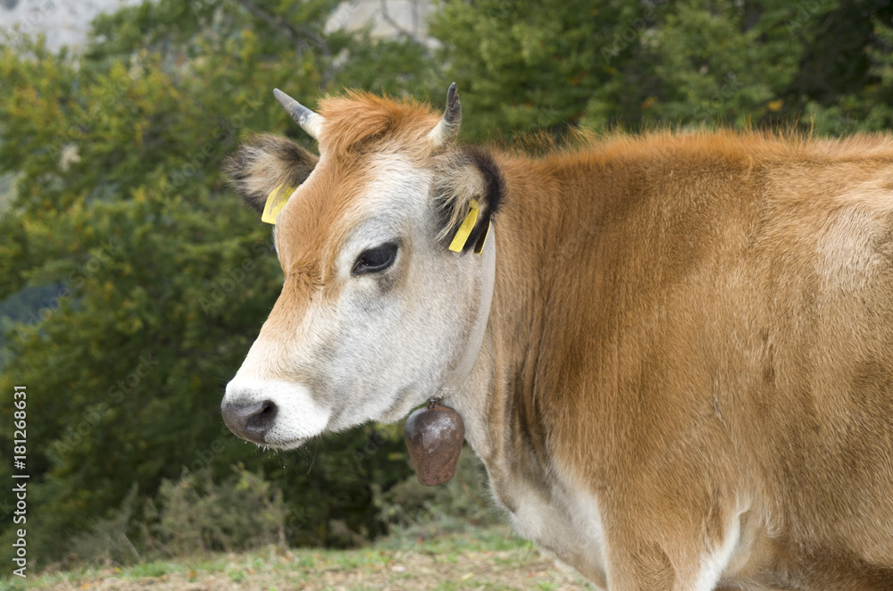 One white brown cow with bell