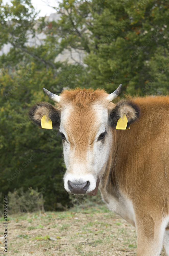One white brown cow with bell