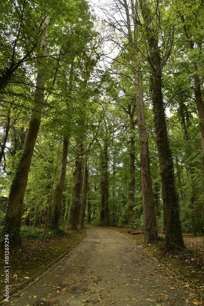 Chemin sous les hautes cimes parfois à feuillage dense au Jardin Botanique National de Belgique à Meise