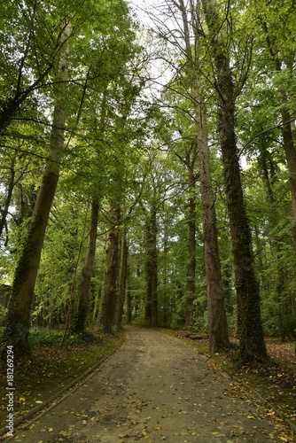 Chemin sous les hautes cimes parfois    feuillage dense au Jardin Botanique National de Belgique    Meise