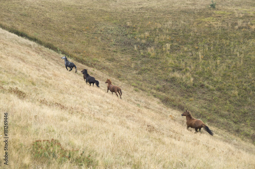 Herd of Wild Galloping Horses Running © isabela66