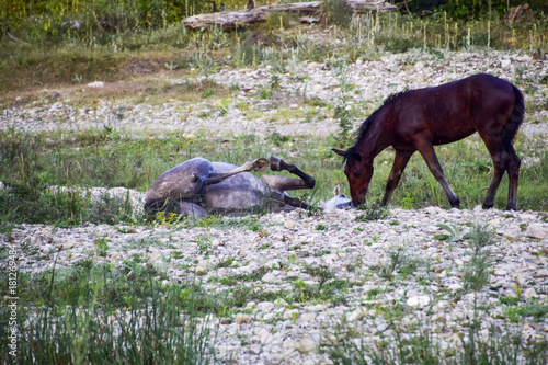 Horses on stony ground walk. Herd of horses