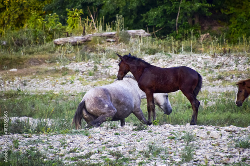Horses on stony ground walk. Herd of horses © eleonimages