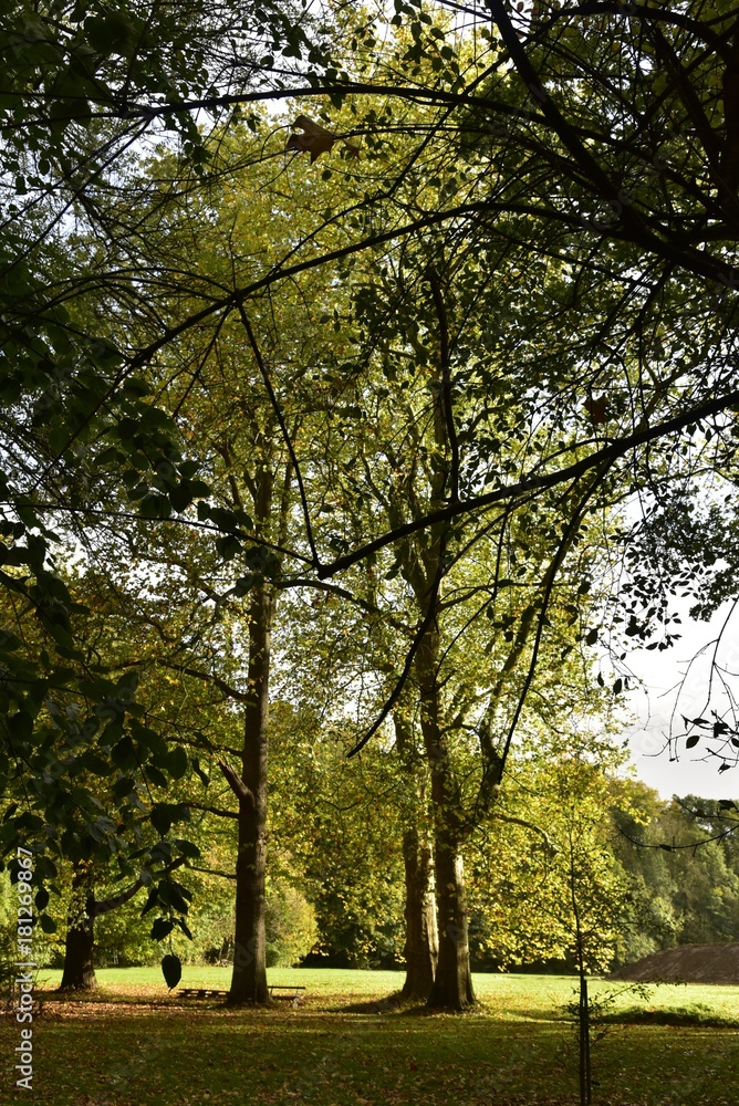 Arbres majestueux devant une pelouse sous une éclaircie ,au Jardin Botanique National de Belgique à Meise Arbres majestueux devant une pelouse sous une éclaircie ,au Jardin Botanique National de Belgique à Meise