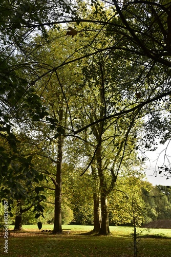 Arbres majestueux devant une pelouse sous une   claircie  au Jardin Botanique National de Belgique    Meise