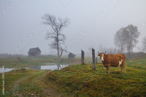 rural landscape with fog and a cow