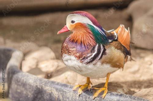 The mandarin duck. Aix galericulata.