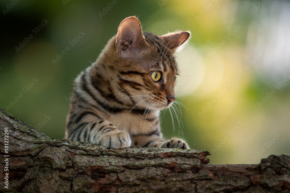 Bengal Cat in Garden Bengal Cat in Garden