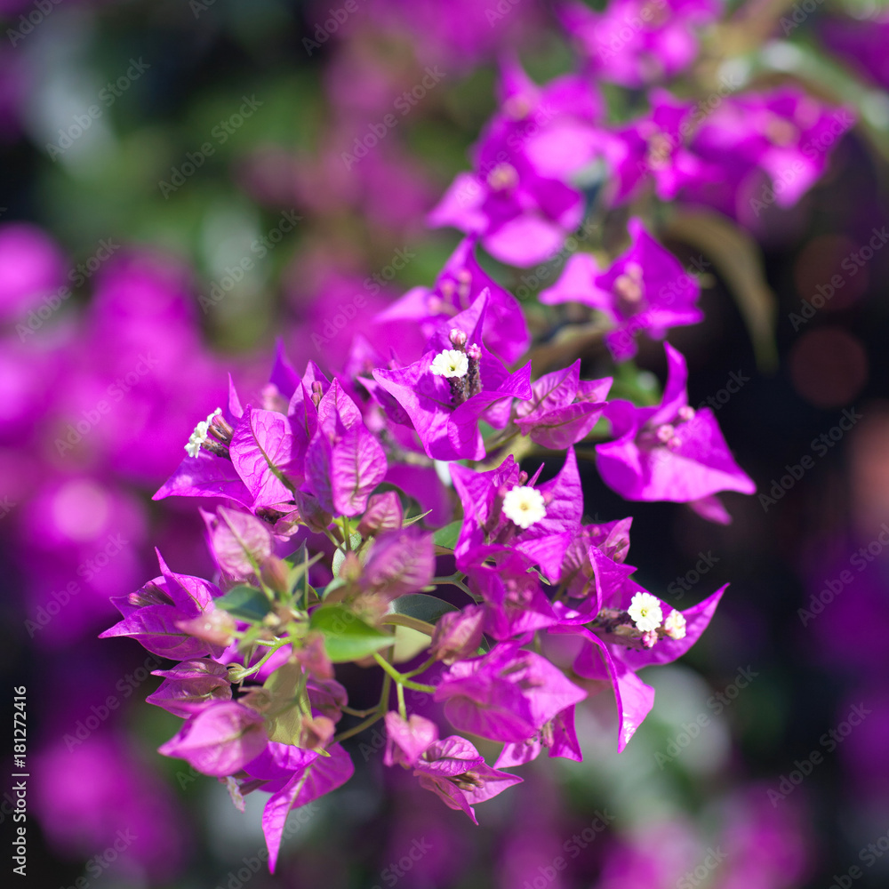 Bougainvillea flowers close up on blurred background Bougainvillea flowers close up on blurred background