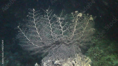 Medusenhaupt Astroboa nuba, Pintuyan, Panaon Island, Southern Leyte,Philippinen photo