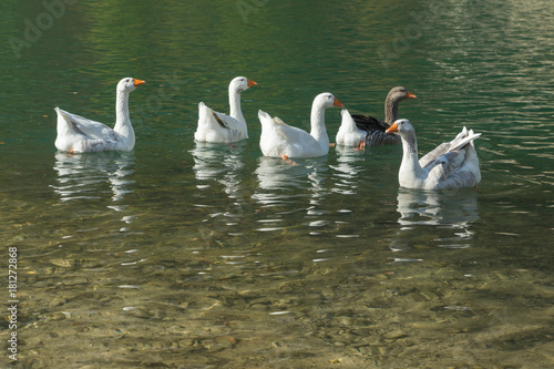 One goose is turning back and swimming in the other geese on Toblino lake with high mountains on background, Trentino, Italy photo