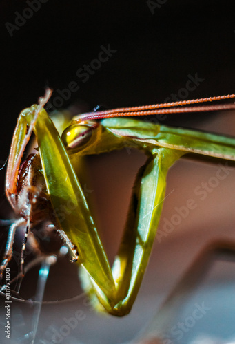 Praying Mantis close up photo