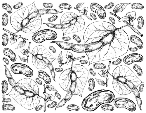 Hand Drawn of Common Bean Plants Background