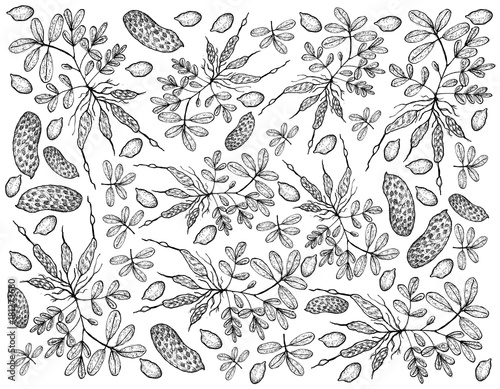 Hand Drawn of Fresh Peanuts Plants Background