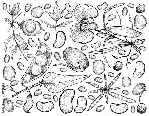 Hand Drawn of Podded Vegetables on A White Background