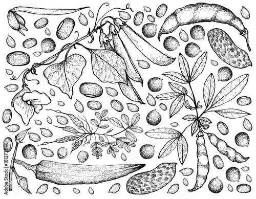 Hand Drawn of Podded Vegetables on A White Background