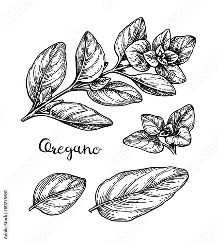 Ink sketch of oregano.
