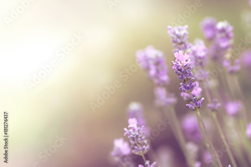 wallpaper of lavender blooms with free copy space for text and artwork - bright dreamy light mood - limited depth of field