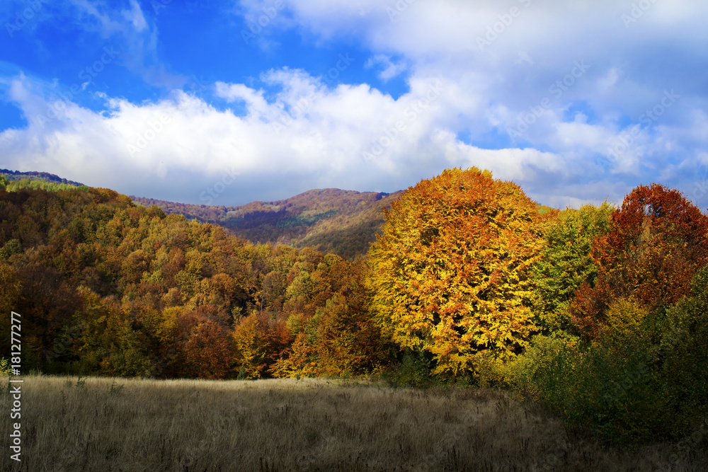 Fototapeta premium View of autumn forest. The sun shines on a large orange tree. Blue sky. Ukrainian Carpathian Mountains