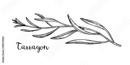 Bild auf Leinwand Ink sketch of tarragon.