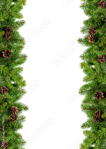 Evergreen branches on white