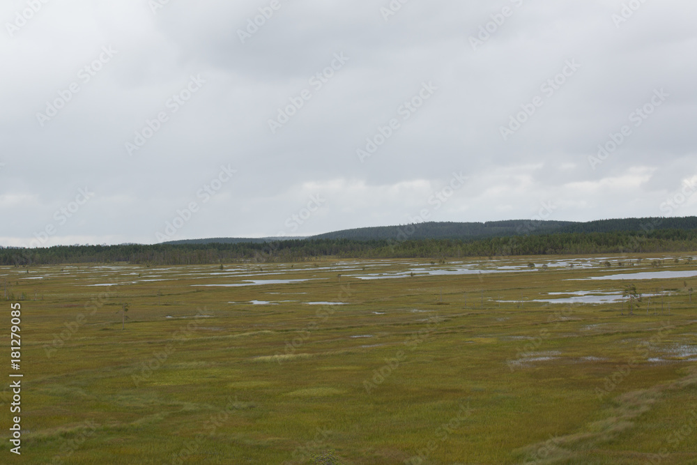 Panorama swamp area of the national park Patvinsuo, summer 