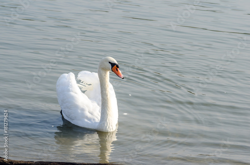 Swan. Beautiful white mute swan swimming in the blue water in the evening