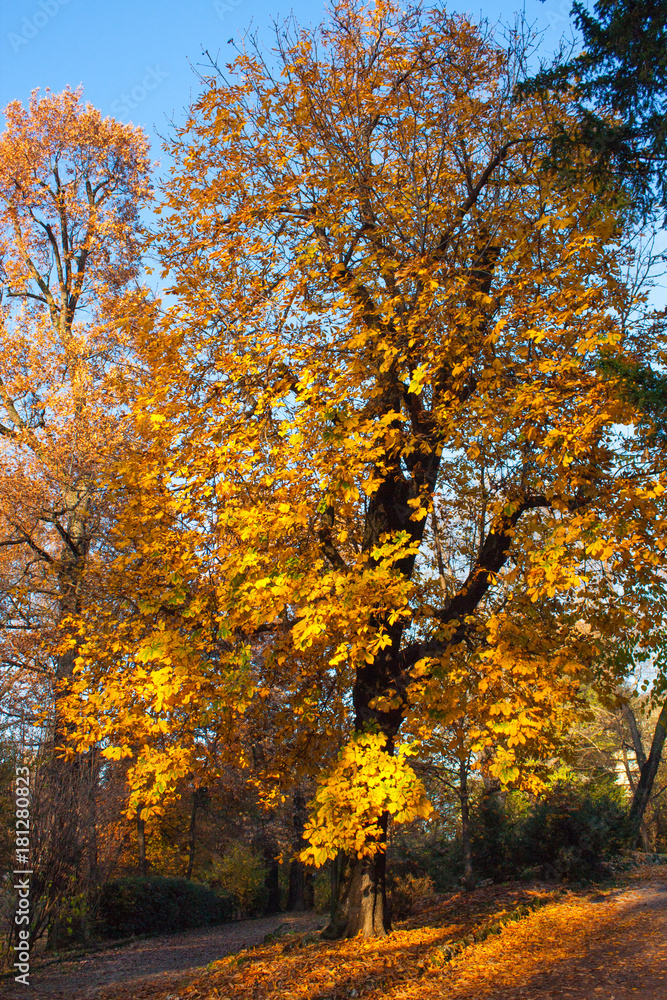 Autumn Nature View, Tree with Yelow Gold Leaves in a park on a sunny day