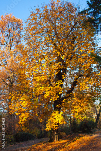 Autumn Nature View, Tree with Yelow Gold Leaves in a park on a sunny day