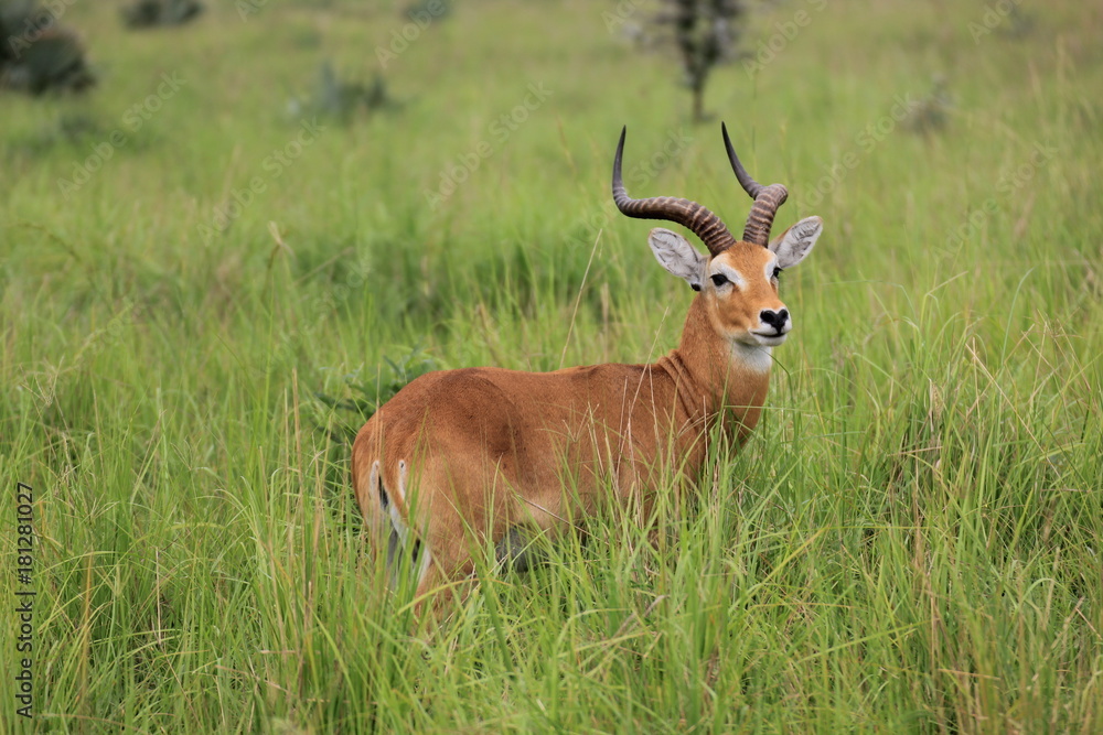 Uganda Murchison Falls National Park Uganda Kob Uganda Murchison Falls National Park Uganda Kob