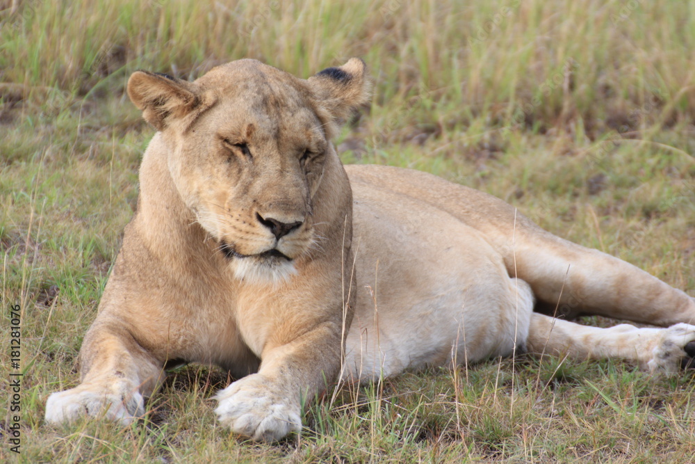 Lion Queen Elizabeth Nationalpark Uganda Lion Queen Elizabeth Nationalpark Uganda