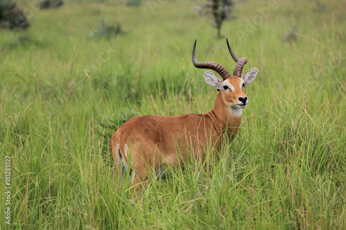 Uganda Murchison Falls National Park Uganda Kob