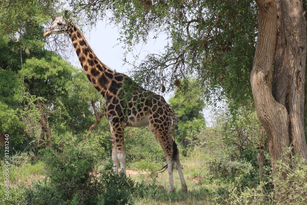Giraffe Murchison Falls Nationalpark Uganda Giraffe Murchison Falls Nationalpark Uganda