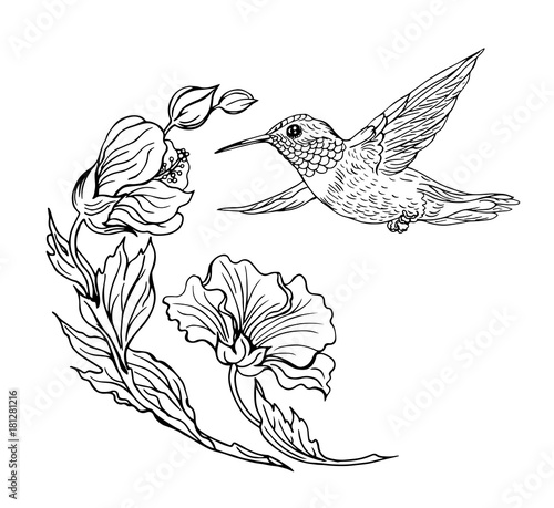 Hummingbirds and flowers, black and white contour drawing.