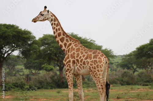 Giraffe Murchison Falls Nationalpark Uganda