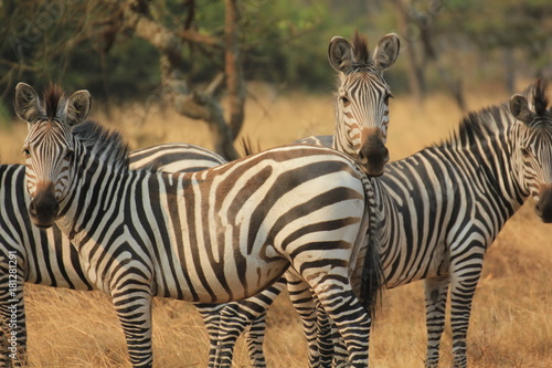 Fototapeta Naklejka Na Ścianę i Meble -  Zebra Lake Mburo Nationalpark Uganda